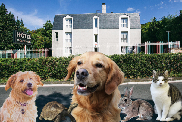 el hotel monte ulia de san sebastian donostia admite mascotas perros gatos suplemento