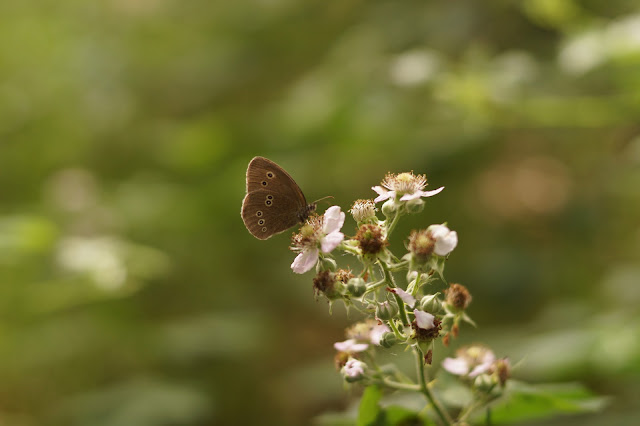 butterflies in Norfolk in summer 2017