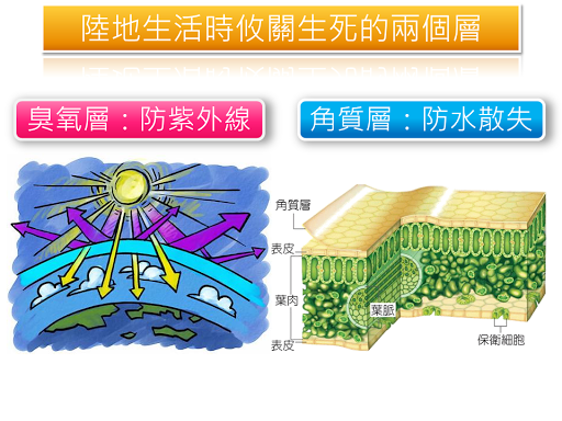 陸地生活時攸關生死的兩個層