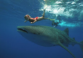 Mike Darcy S Horn Of Africa Blog Swimming With The Whales Sharks