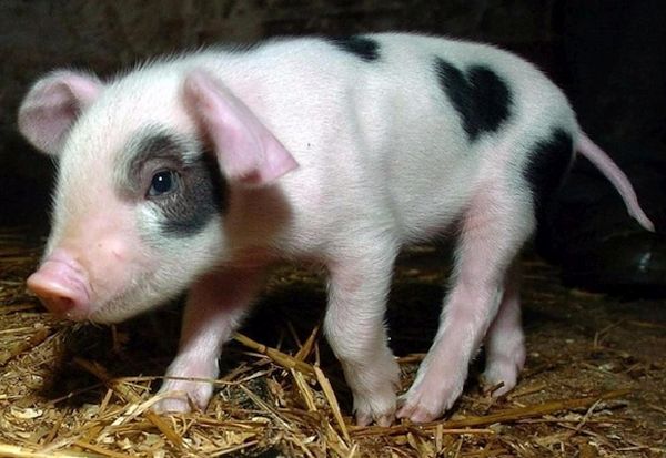 Cute pig baby has a heart shape on his body