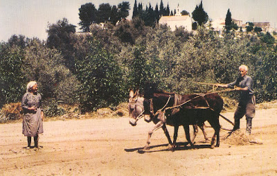 Άνυδρη καλλιέργεια λαχανικών