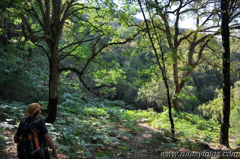 En el corazón del bosque III