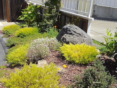 yard with perennials, Monterey California