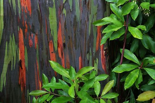 Rainbow Trees is one of the amazing things in nature.