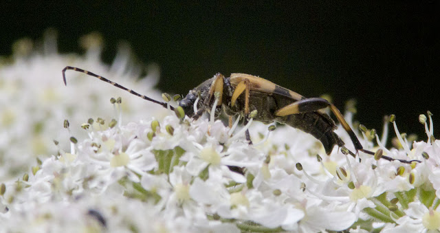 Strangalia maculata, a longhorn beetle, on Hogweed, Heracleum sphondylium.  Butterfly walk in Darrick and Newstead Woods, 23 July 2011.