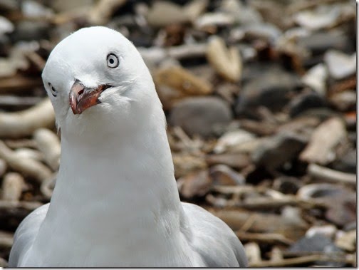 akaroa13