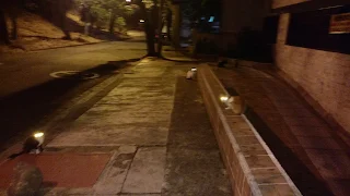 varios gatos en una calle de Cali en la noche