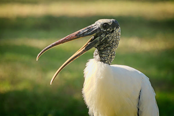 Wood Stork.