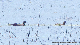 Wood Ducks