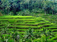 Ceking Rice Terrace Tegallalang