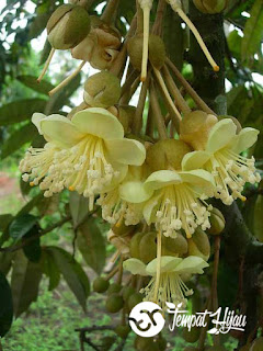 Bunga Durian Rontok