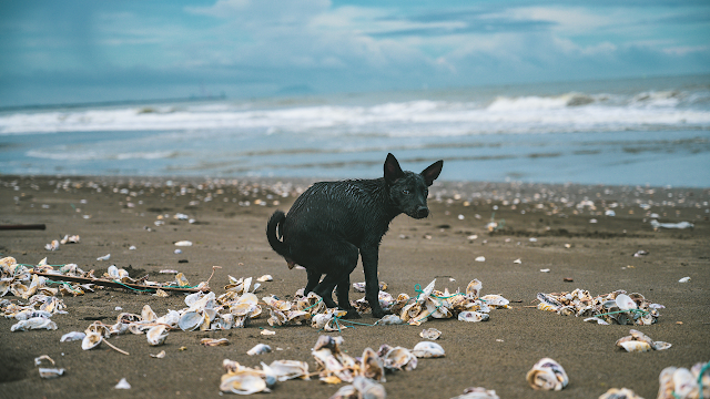 dog pooing on a beach  surrounded by waste plastic bags