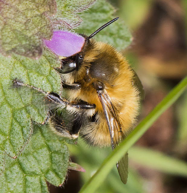 Hairy-footed Flower Bee, Anthophora plumipes.   Male.  West Wickham Common, 3 April 2016.