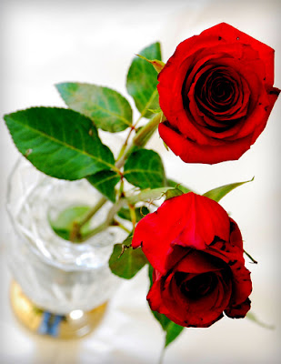 Rose Day 2013 cards|wallpapers|quotes|sms