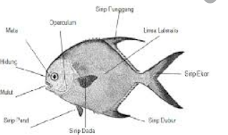 Ikan Bawal