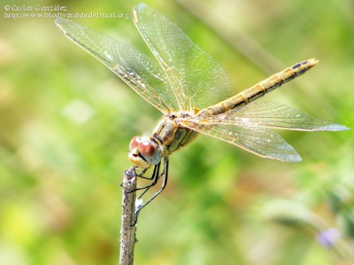 http://www.biodiversidadvirtual.org/insectarium/Sympetrum-fonscolombii-img458290.html