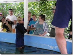 stroking a shark