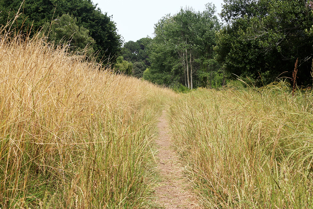 66 Square Feet (Plus): The tall grasses