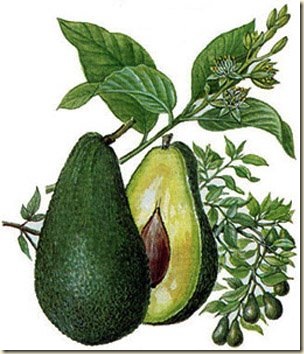 aguacate