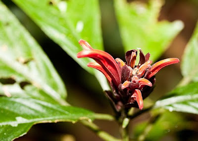 Rainforest Flora