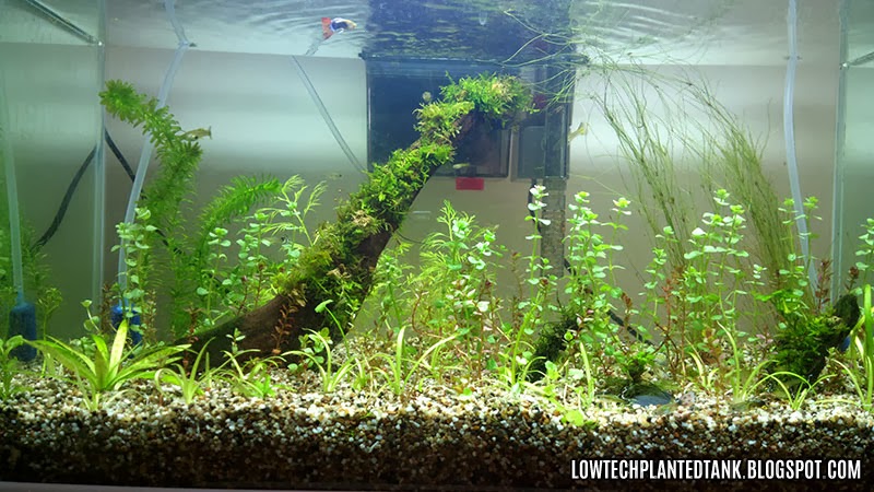 low tech tank