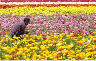 How to create employement in this technical era,Floriculture