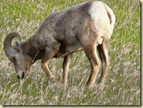 Ram Horn Sheep Male