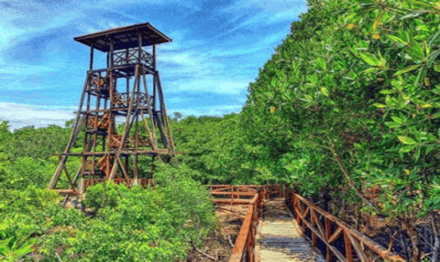 Wisata Mangrove Pulau Pannikiang