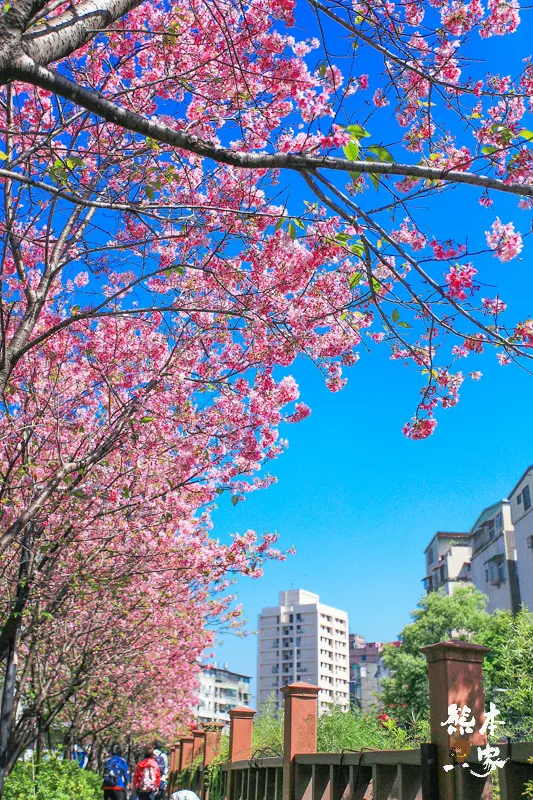 土城希望之河廣場櫻花｜貨饒拱橋旁櫻花｜公館溝櫻花林｜土城貨饒里櫻花｜新北市櫻花季