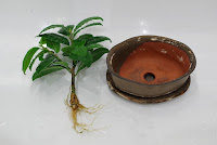 rozmnażanie ficus ginseng