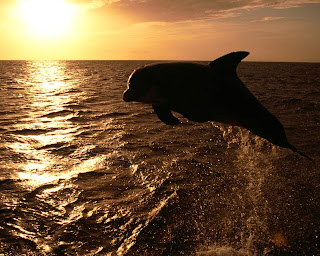Dolphin and Sunset wallpaper