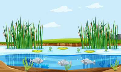 Fish Pond Management Guide For Beginners