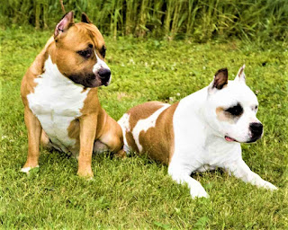 American Staffordshire Terrier History American Staffordshire Terrier is a direct descendant of the English Staffordshire Bull Terrier became famous in his homeland and around the world. English Staffordshire Bull Terrier originated from crossbreeding Bulldog and fox terrier and was also used, contrary to popular belief, not only as a fighting dog. It was also popular among hunters, in order to knock down wild boars, was used as a protector and guard, and these dogs were often kept, as butchers.  In the mid-19th century, many individuals were transported to the United States, where dog owners and breeders founded their own breeding programs and created their own clubs. In America, these dogs began to be called amstaff, to somehow distinguish them from the English Staffordshire Bull Terriers. Moreover, in America breeders bred larger individuals, which led to certain consequences.  In 1976, official organizations (AKC, UKC) decided to change the name of the breed, and clearly, separate Staffordshire terriers were grown in America from their English brothers, as American dogs have already acquired their own characteristic features, including larger sizes, although still have much in common with English individuals.  American Staffordshire Terriers are now widely used as watchdogs and assist in the work of law enforcement agencies. They participate in weightlifting and agility competitions, but they are loved all over the world primarily as pets.  Although, there is also a reputation for aggressive Fighting Dogs that makes some countries have laws restricting the content of the amstaff breed. Also, it is not uncommon for insurance companies to have problems in Europe and America. Anyway, today it is a very popular, versatile breed, which enjoys success all over the world.   Characteristics of the breed popularity                                           06/10        training                                                07/10  size                                                        05/10  mind                                                     07/10  protection                                          06/10  Relationships with children          07/10     dexterity                                             07/10             Breed information country  United States  lifetime  10-12 years old  height  Males: 46-48 cm Bitches: 43-46 cm  weight  Males: 28-40 kg Suki: 28-40 kg  Longwool  Short  Color  any other than white  price  300 - 1500 $  Description The breed of dog amstaff has a muscular body of addition, low growth, but in each movement of the animal guesses the strength and power. The chest is wide, voluminous. The limbs are short, muscular, the neck is massive, the jaws are large, powerful (the Staffordshire Terrier has the force of a bite of about 22 atmospheres if the jaw has the right scissor bite and a full set of teeth, and this - at its modest size).  Ears are usually cupped or folded, the tail is not always bought. The coat is short, the color can be any other than white, but the most common are black, brown, and dark red.     Personality Contrary to popular belief, the American Staffordshire Terrier is a very kind, responsive, and friendly dog. Of course, there are many owners who realize the power of jaws and the capabilities of their pet, and therefore consciously cultivate in it negative qualities and cultivate the aggressive perception of others.  However, if you are a normal person, you will raise your dog accordingly, which means you should not be afraid that it will behave inadequately and bring unreasonable harm to people or other animals. On the other hand, you should understand the measure of responsibility, and try to keep your dog from conflicting with other Dogs (and they are possible - amstaff is fearless and dangerous). Or, especially, people, even if they climb on the horn.  In the circle of his family American Staffordshire terrier, or as it is called - amstaff, is a loving, extremely devoted, and open dog. He will follow you to the end of the world, will be a devoted friend, and with amazing perseverance will endure any hardships. And if the owner will raise his dog correctly, take care of early socialization, will introduce her to his friends, go to visit her, introduce other dogs and try to be friends with Cats since childhood, his dog will be the soul of any company. That's for sure. Although, sometimes there are cases when negative genes take over and the dog has incorrigible aggression.  In fact, in the early stages of development, it is extremely important to develop trust in animals to people, not only in their owners. At the same time, you cannot worry that when intruders enter your apartment or private house, the dog will want to make friends with them. It's not that kind of breed. Most likely, the attacker will have to endure the most difficult moments in his life.  Breed of dogs amstaff perfectly understands the situation, is distinguished by high intelligence, perfectly understands people, and is aware of its responsibility, if it is entrusted with the protection of the territory. Although this breed does not have a tendency to bark at everything that moves within its vision and hearing, at the right moment it will react as it should.  These dogs are great as protectors, and many owners specially train them for such tasks or hire a professional trainer for such purposes. Keeping on a chain or in an aviary are not suitable categorically, they need contact with people.  Needs walks and physical activity, a variety of active games. Children are well received, especially if they are children from their own families. Then it will be the best defender, best friend, and the best nanny in the world. In fact, you will be surprised how affectionate and kind can be this intimidating at first glance, fighting dog. But, if the owner is unfair, or cruel, the dog will express his resentment.     Teaching The American Staffordshire Terrier is excellent at physical activity, training, and training. In general, this breed is distinguished by obedience, and stubbornness usually manifests only in adolescence, when the dog begins to actively position itself. At this point, the owner must show firmness of character and show himself as a leader.  Amstaff can learn many commands, but the basics must be studied. The master must be consistent, be patient, be strict when necessary, but above all - wise, reasonable, and kind. To secure commands, you can use them in everyday life, for example, when you are going to give your pet a toy or a tasty. Also, try to maintain discipline regarding the place to sleep, feeding time, especially if it is a dog.     Care The American Staffordshire Terrier belongs to smooth-haired breeds. Because you can comb your dog once a week and that'll be enough. Eyes are usually cleaned daily; ears are cleaned 2-3 times a week. Buy the animal once a week, claws cut 3 times a month.  The breed can get used to living in an apartment if gets daily walks and exercises.     Common diseases The breed of dogs American Staffordshire terrier in general is in good health, but some problems still occur. Among them:  Skin allergies Urinary tract infections Autoimmune diseases osteoarthritis Spondylosis hip dysplasia elbow dysplasia hypothyroidism demodicosis cerebellar ataxia heart disease dislocated kneecap.