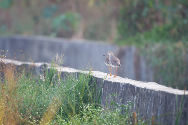 Common Redshank (छोटा बटन) - Tringa totanus Sanjivini Nagar, Jabalpur, India