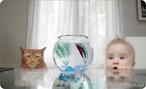 Wallmail Funny Picture 