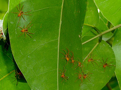 Spiderlings 