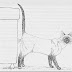 Imágenes y fotos de gatos marcando territorio