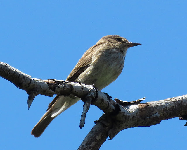 Spotted flycatcher, Via del Fagiano, Livorno