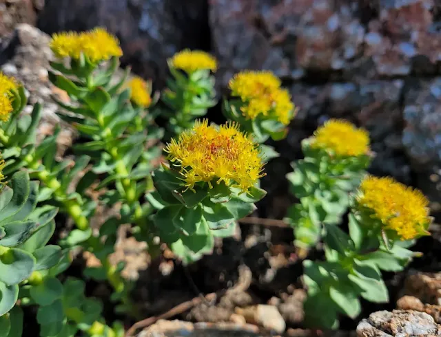 Rhodiola Rosea: resistencia al estrés
