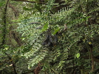 Mahonia (or Berberis) napaulensis