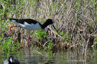 Hawaiian stilt, Hamakua Marsh, Oahu - photo by Denise Motard