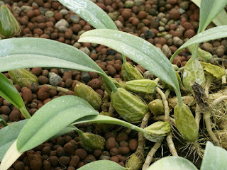 Bulbophyllum pulchrum 