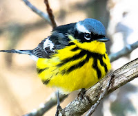 Magnolia warbler, Dromore, PEI, by Roberta Palmer, June 2019