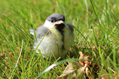 Blokmies - Koolmees - Parus major