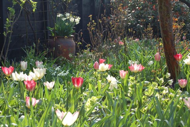 Spring garden. Pink Tulips