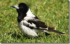 PiedButcherbird