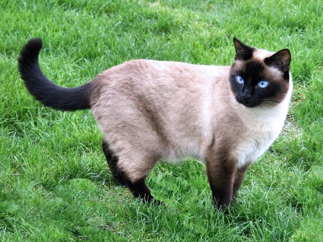 Siamese cat