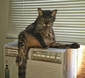 Funny cats  - part 116 (40 pics + 10 gifs), cat pictures, cute cats