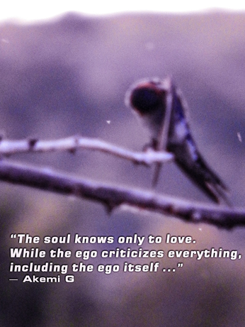 'The soul only knows how to love. While the ego criticizes everything, including the ego itself' - Akemi G